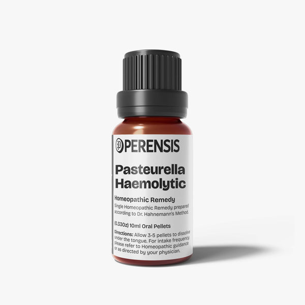 Pasteurella Haemolytica A1